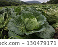 Cabbage field near harvest 130479171