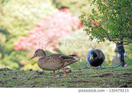 Autumn at Rikugien Garden [Bunkyo Ward, Tokyo] 130479215
