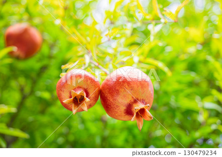 Pomegranate fruit on a green background Pomegranate fruit on a green background 130479234