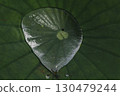 Water droplets accumulated in lotus leaves 130479244