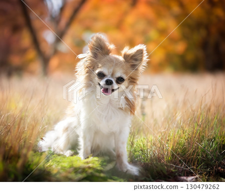 chihuahua in nature 130479262
