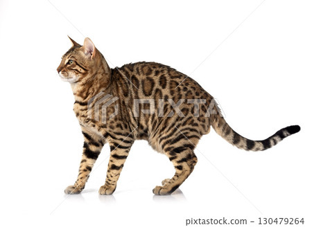 bengal cat in studio bengal cat in studio 130479264