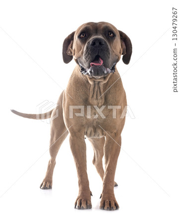 young cane corso young cane corso 130479267