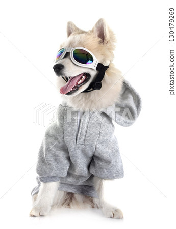 Pomsky in studio 130479269