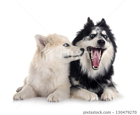 Pomsky in studio 130479270