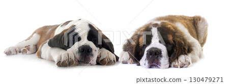 puppies saint bernard in studio puppies saint bernard in studio 130479271