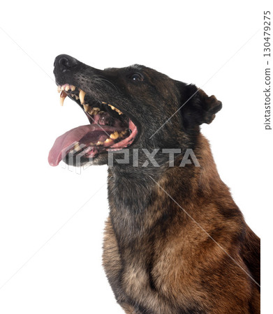 malinois in studio malinois in studio 130479275