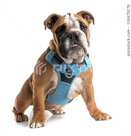 english bulldog in studio 130479276