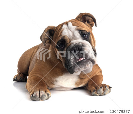 english bulldog in studio english bulldog in studio 130479277