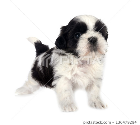 puppy Shih Tzu in studio puppy Shih Tzu in studio 130479284