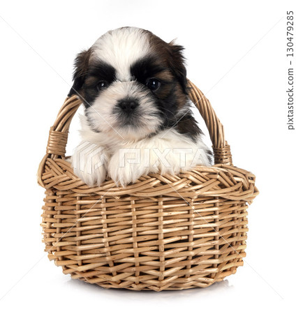 puppy Shih Tzu in studio puppy Shih Tzu in studio 130479285
