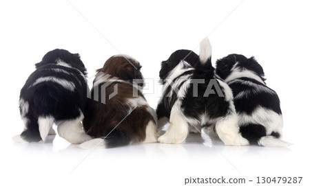 puppies Shih Tzu in studio puppies Shih Tzu in studio 130479287