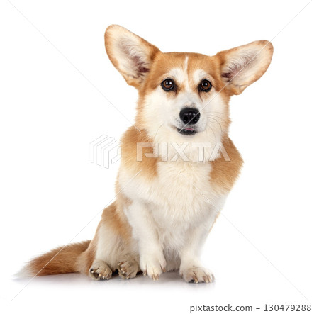 Pembroke Welsh Corgi 130479288