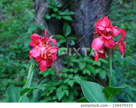 Red flower Red flower 130479333
