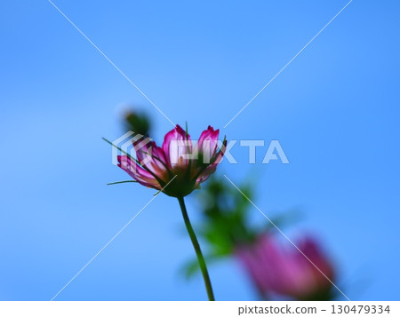 Cosmos shining in the blue sky Cosmos shining in the blue sky 130479334