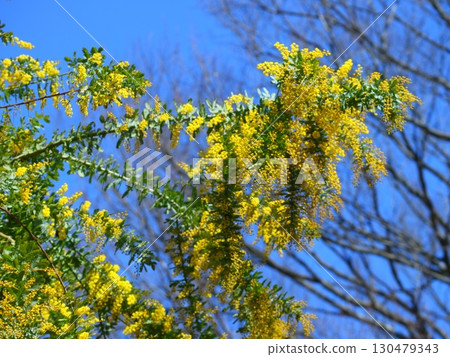 Mimosa shines in the blue sky 130479343