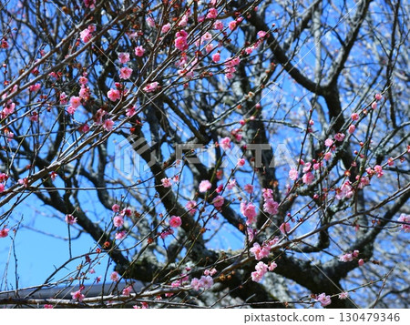 Plum blossoms starting to bloom 130479346