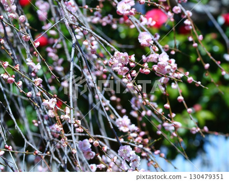 梅花和花蕾，紅色的果實，大量的李子，春天的景色，粉紅色， 130479351