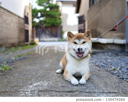 A Shiba Inu lying down next to a Japanese house A Shiba Inu lying down next to a Japanese house 130479360