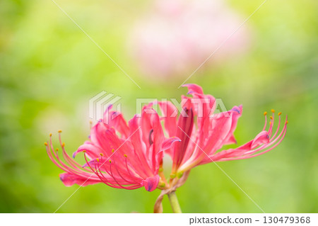 Red spider lilies shining in the light 130479368