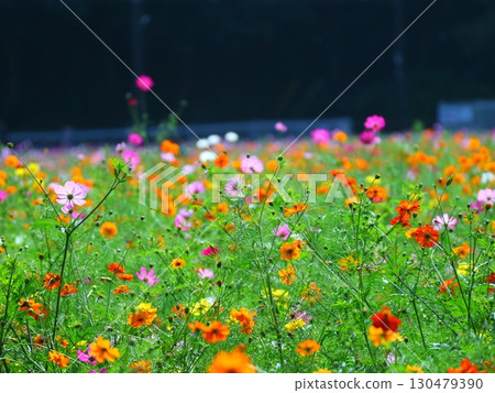 Colorful cosmos field 130479390