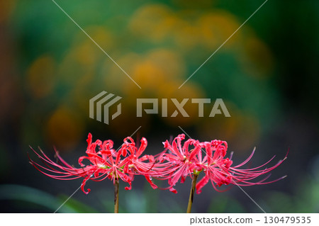 Cluster amaryllis blooming in silence Cluster amaryllis blooming in silence 130479535