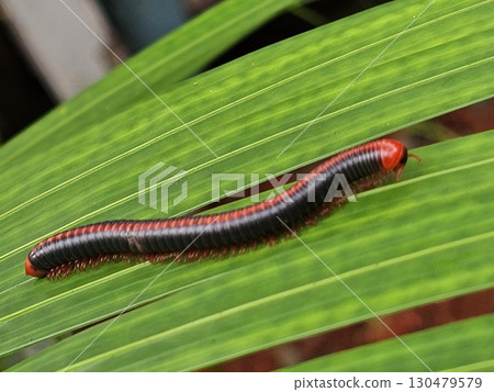 Millipede on Green Leaf in Andaman A close-up of a red and black millipede crawling on a fresh green leaf, photographed in the natural environment of the Andaman Islands 130479579