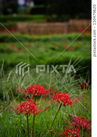在農村開花的簇狀孤挺花 在農村開花的簇狀孤挺花 130479620