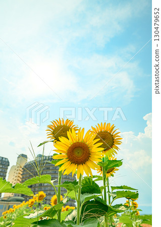 Moriyama City, Shiga Prefecture - Sunflowers and blue sky Moriyama City, Shiga Prefecture - Sunflowers and blue sky 130479652