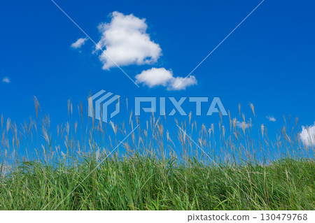 Susuki shining in the blue sky Susuki shining in the blue sky 130479768