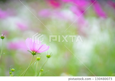 溫柔綻放的粉紅色波斯菊 130480073