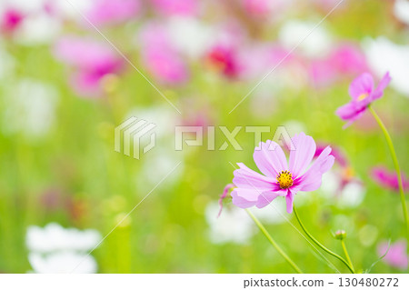 開花在秋天天空的桃紅色波斯菊花 開花在秋天天空的桃紅色波斯菊花 130480272