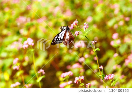 Chestnut butterfly in a red buckwheat field 130480563