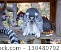 Ring-tailed lemur in winter 130480792