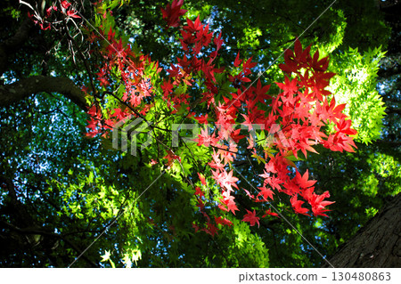 The first maple leaves of the year 130480863