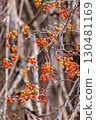 Red flesh of the citronellal fruit peeking out from Kamisunagawa, Hokkaido [November] 130481169