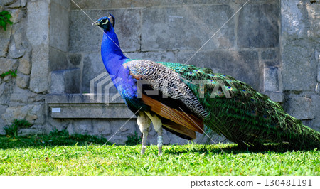 A magnificent peacock stands proudly on a vibrant green lawn, its long, iridescent blue neck and head contrasting with the mottled green and bronze of its back. 130481191