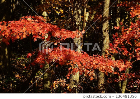 The maple leaves turned beautiful red again this year. 130481356