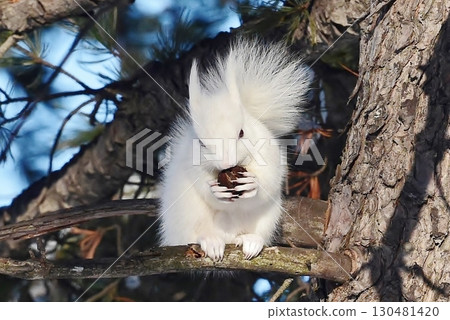 一隻新的北海道白色松鼠誕生 130481420