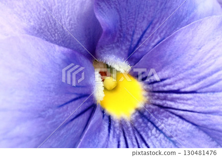 Blue pansy Blue pansy 130481476