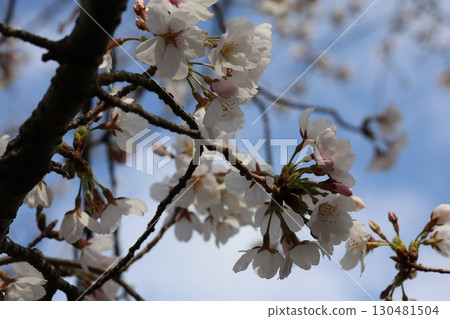 Sakura that shines in the blue sky 130481504