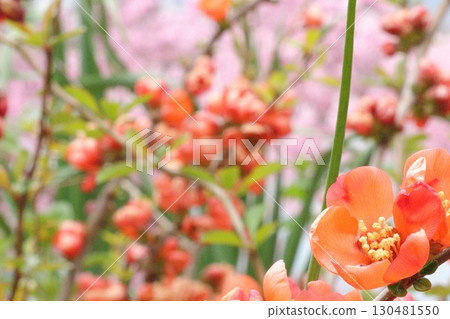 橙花 橙花 130481550
