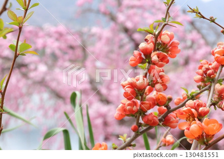 Cherry blossoms and orange flowers 130481551
