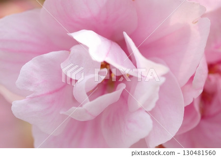 pink cherry blossoms are blooming 130481560