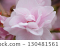 Pink cherry tree 130481561