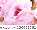 Pink cherry tree 130481562