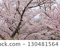 Cherry blossoms in full bloom 130481564