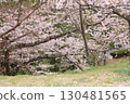 falling cherry blossoms 130481565