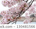 Scenery with cherry blossoms 130481566