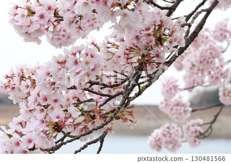 Scenery with cherry blossoms 130481566